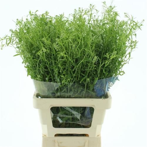 Thlaspi Green Bell