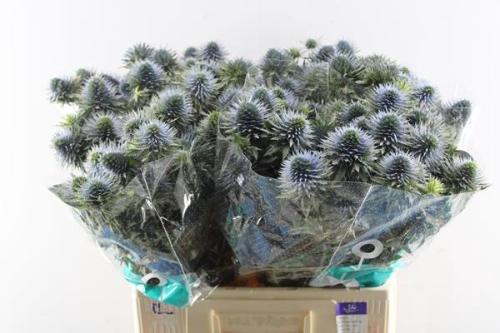 Eryngium alpinum 'Scorpius Questar'