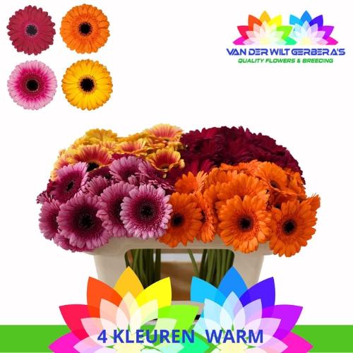 Gerbera mini gemengd