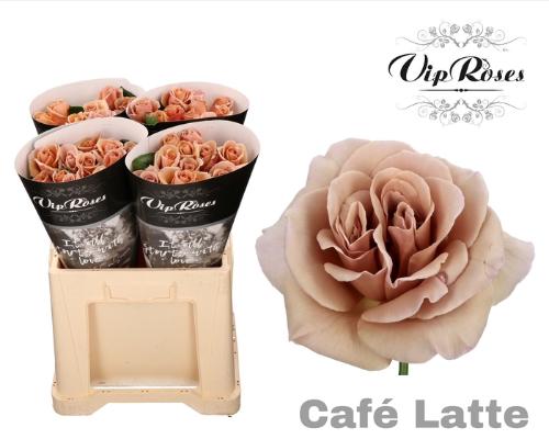 Rosa grootbloemig Café Latte