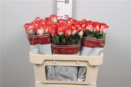 Rosa grootbloemig Blush