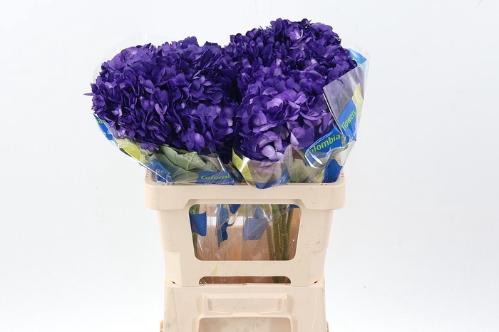 Hydrangea overig