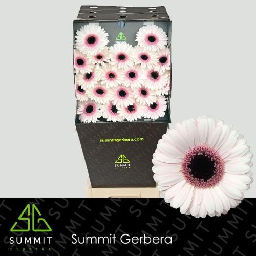 Gerbera mini Abby Lou