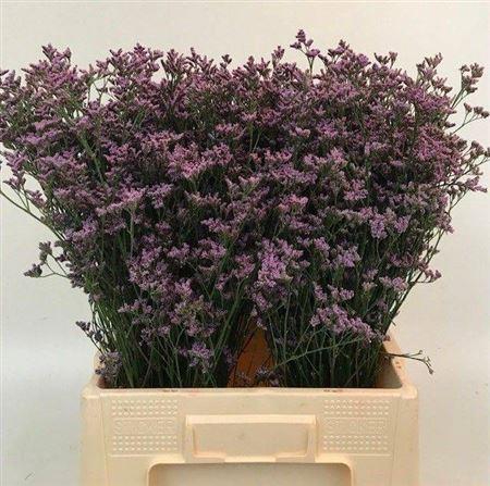 Limonium Safora Pink Sky