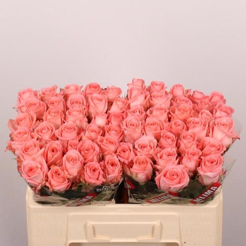 Rosa grootbloemig Unicorn