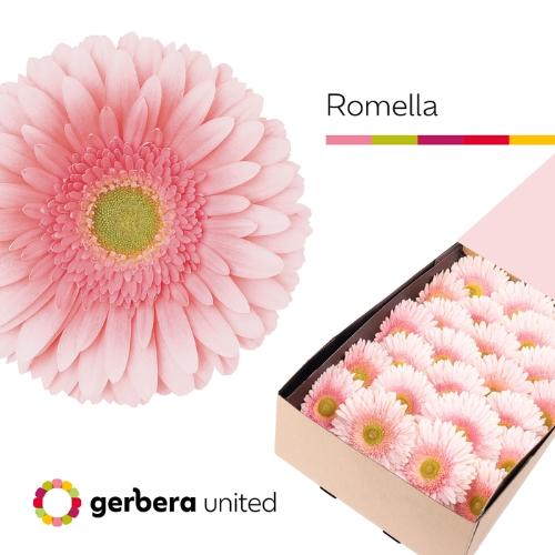 Gerbera grootbloemig 'Romella'