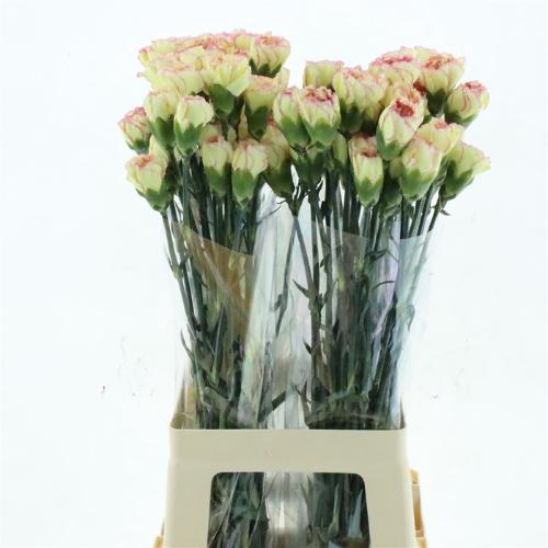 Dianthus standaard 'Fiesta'