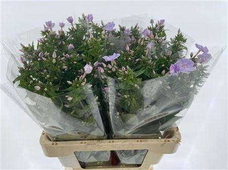 Phlox Paniculata Grp 'Butterfly'