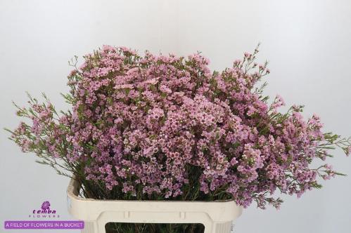 Chamelaucium uncinatum 'Wendy Rose'