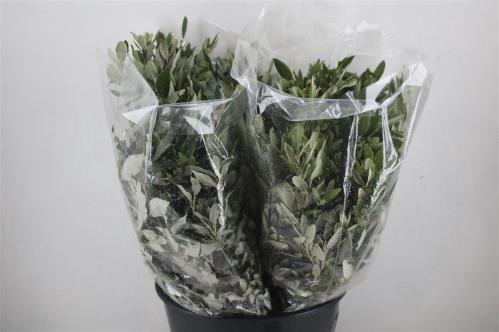 Quercus sp. per bos