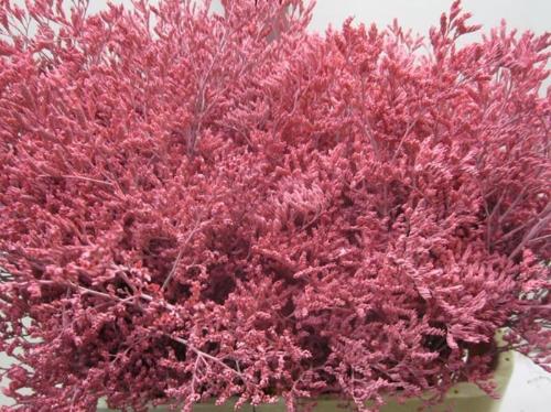 Limonium overig kleurbehandeld H%