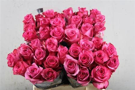 Rosa grootbloemig Lola