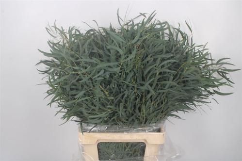 Eucalyptus per bos nicholii