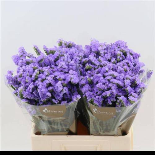 Limonium sinuatum Sky Wings