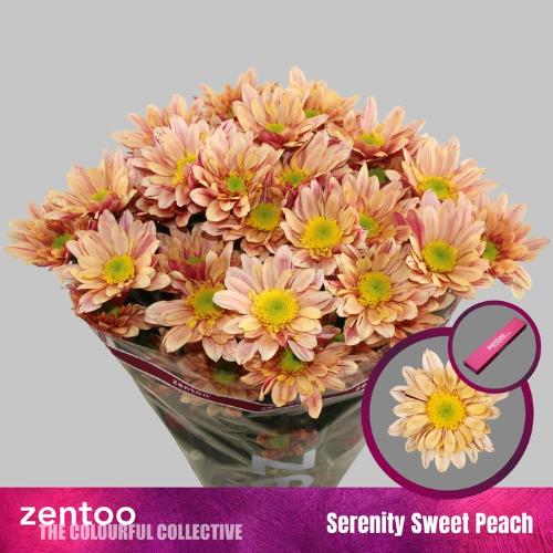 Chrysanthemum (Indicum Grp) tros Serenity Sweet Peach