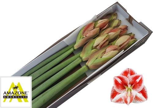 Hippeastrum Galaxy Grp 'Popov'