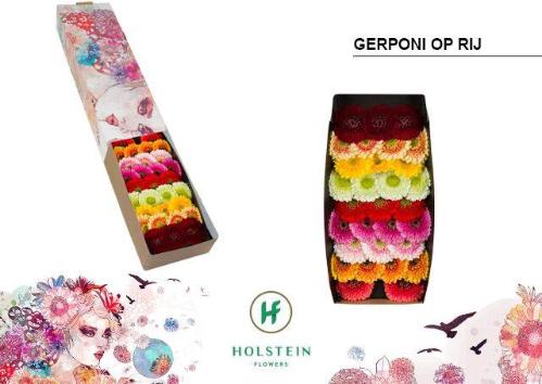 Gerbera Pomponi gemengd op rij 