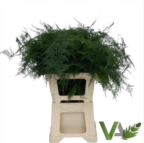 Asparagus setaceus overig