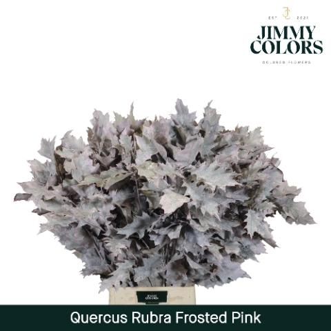 Quercus rubra kleurbehandeld H%
