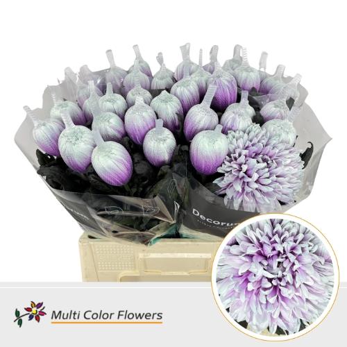Chrysanthemum (Indicum Grp) geplozen Antonov kleurbehandeld H%