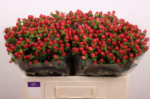 Hypericum androsaemum Tomato Flair