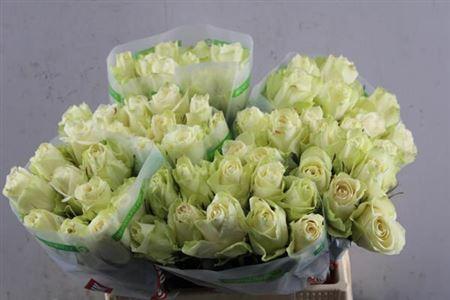 Rosa grootbloemig Athena