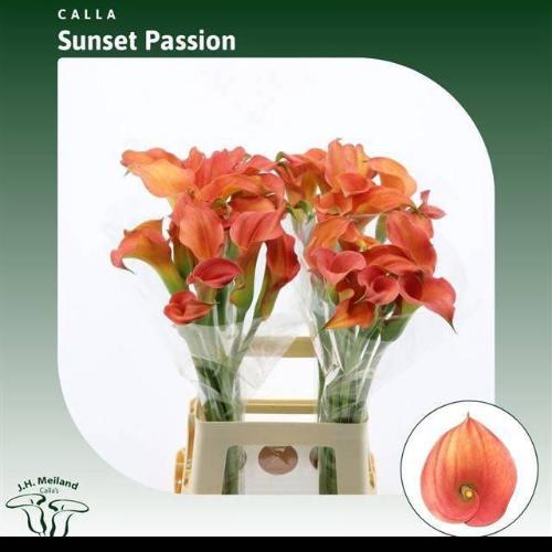 Zantedeschia 'Sunset Passion'