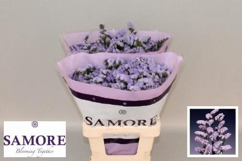 Limonium sinuatum Donau Birds