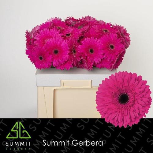 Gerbera grootbloemig 'Madeira'