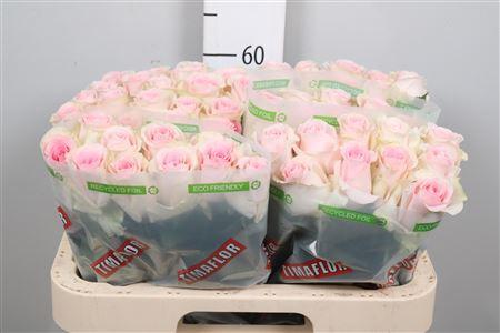 Rosa grootbloemig Revival Sweet