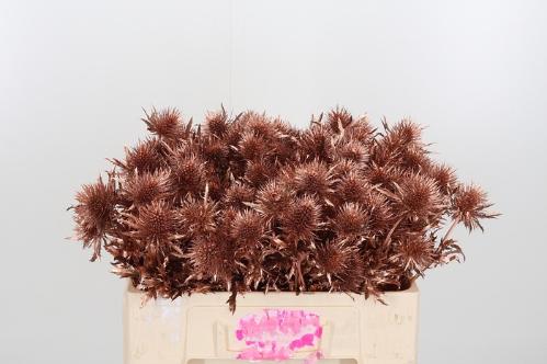 Eryngium alpinum kleurbehandeld H%
