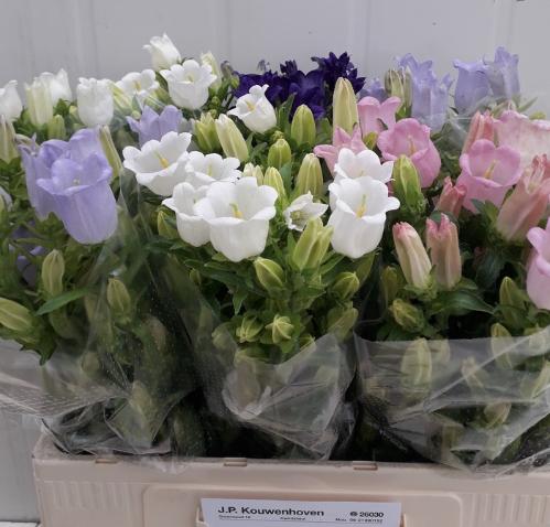 Campanula medium gemengd