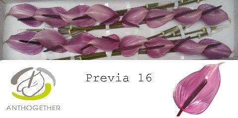 Anthurium Andreanum Grp Previa