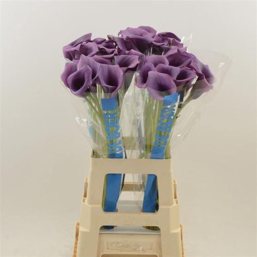 Zantedeschia 'Durban'