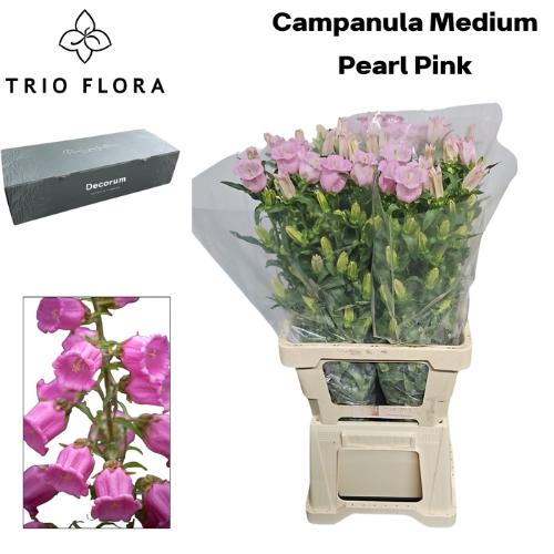 Campanula medium 'Campana Pearl Pink'