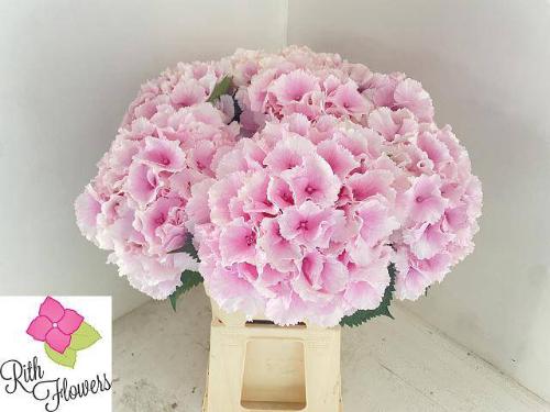 Hydrangea macrophylla Royal Impressive