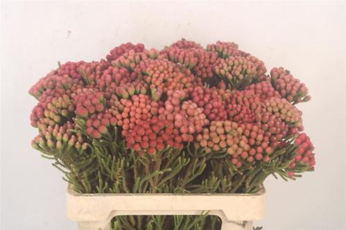 Brunia laevis red