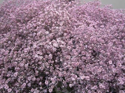 Gypsophila overig kleurbehandeld H%