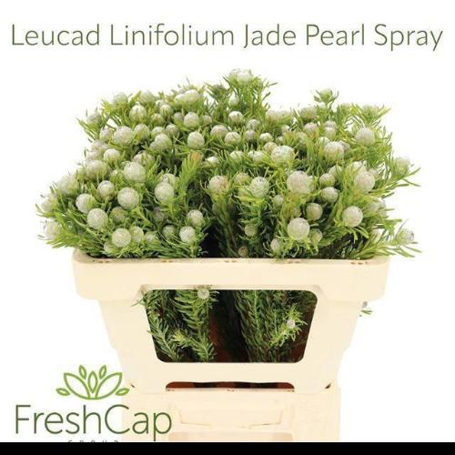 Leucadendron linifolium 'Jade Pearl' (vertakt)