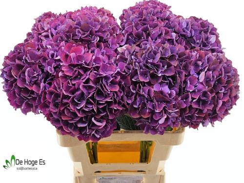 Hydrangea macrophylla Magical Rubyred (paars)