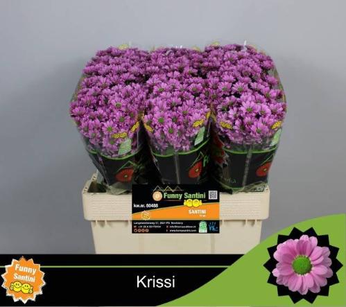 Chrysanthemum Indicum Grp tros Krissi