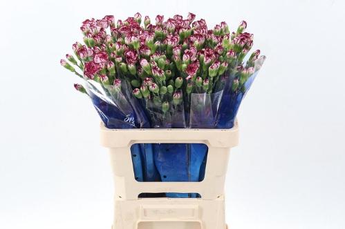 Dianthus tros Mini Bacarat