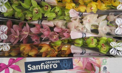 Cymbidium grootbloemig per tak gemengd