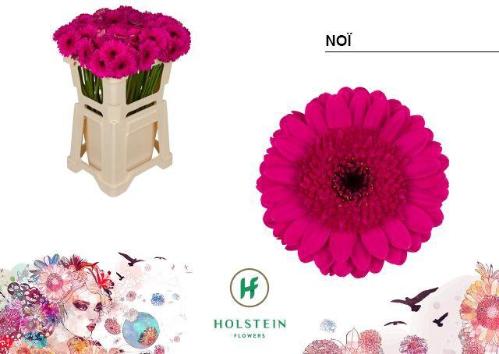 Gerbera mini Noï