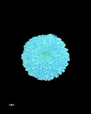 Chrysanthemum geplozen kas kleurbehandeld H%