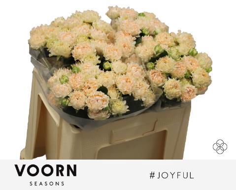 Rosa tros #Joyful