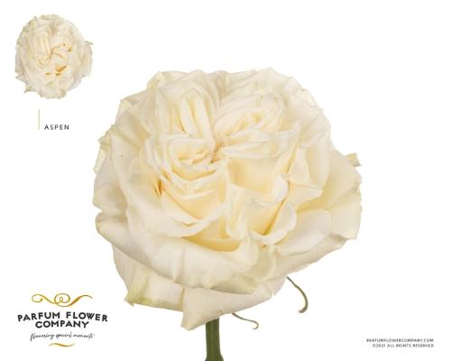 Rosa kleinbloemig Aspen!