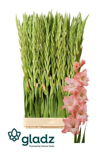 Gladiolus grootbloemig 'Karma'