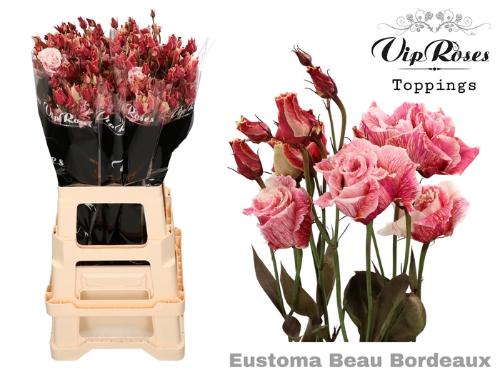 Eustoma russellianum gevuldbloemig kleurbehandeld H%