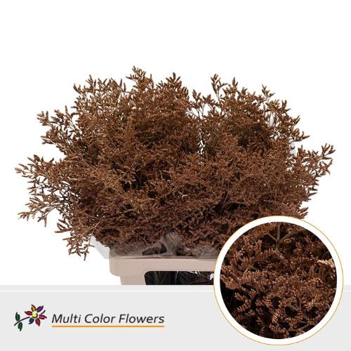 Limonium overig kleurbehandeld H%
